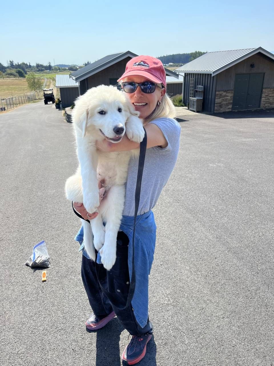 Puppy being transported safely by a CitizenShipper driver