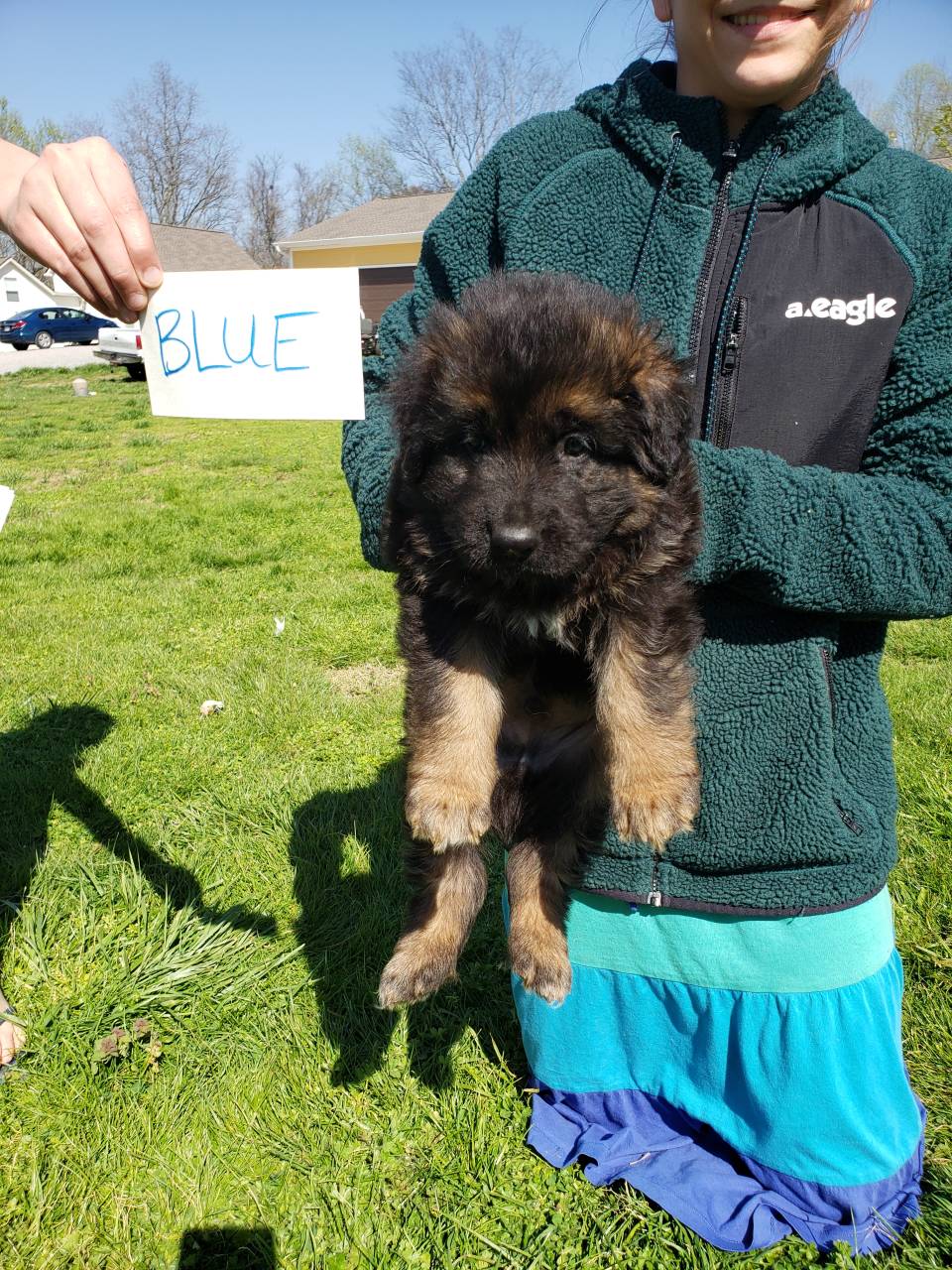 German Shepherd named Blue