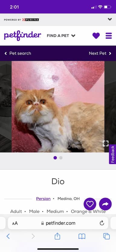 Persian named Dio