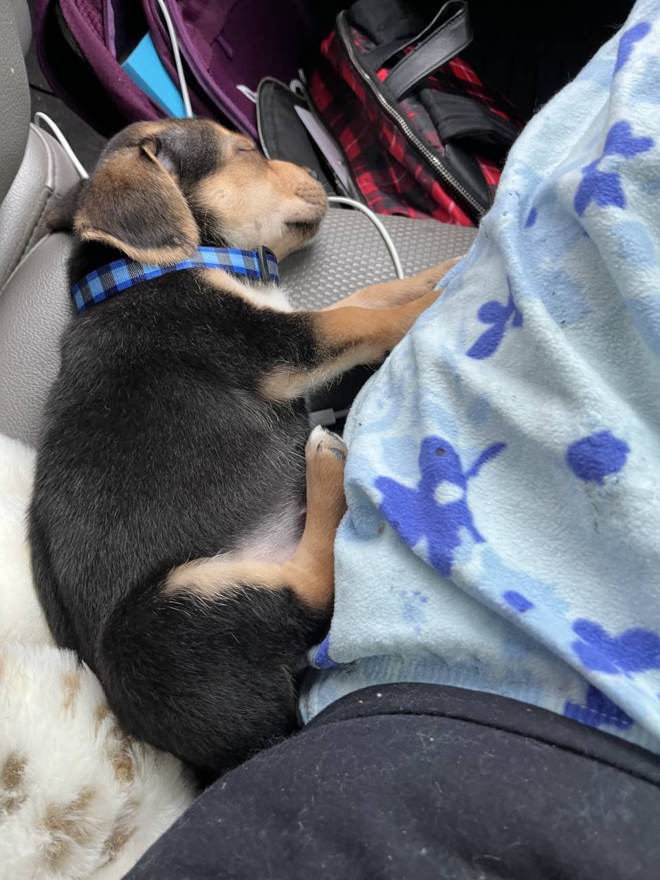 Chihuahua/beagle named Chico