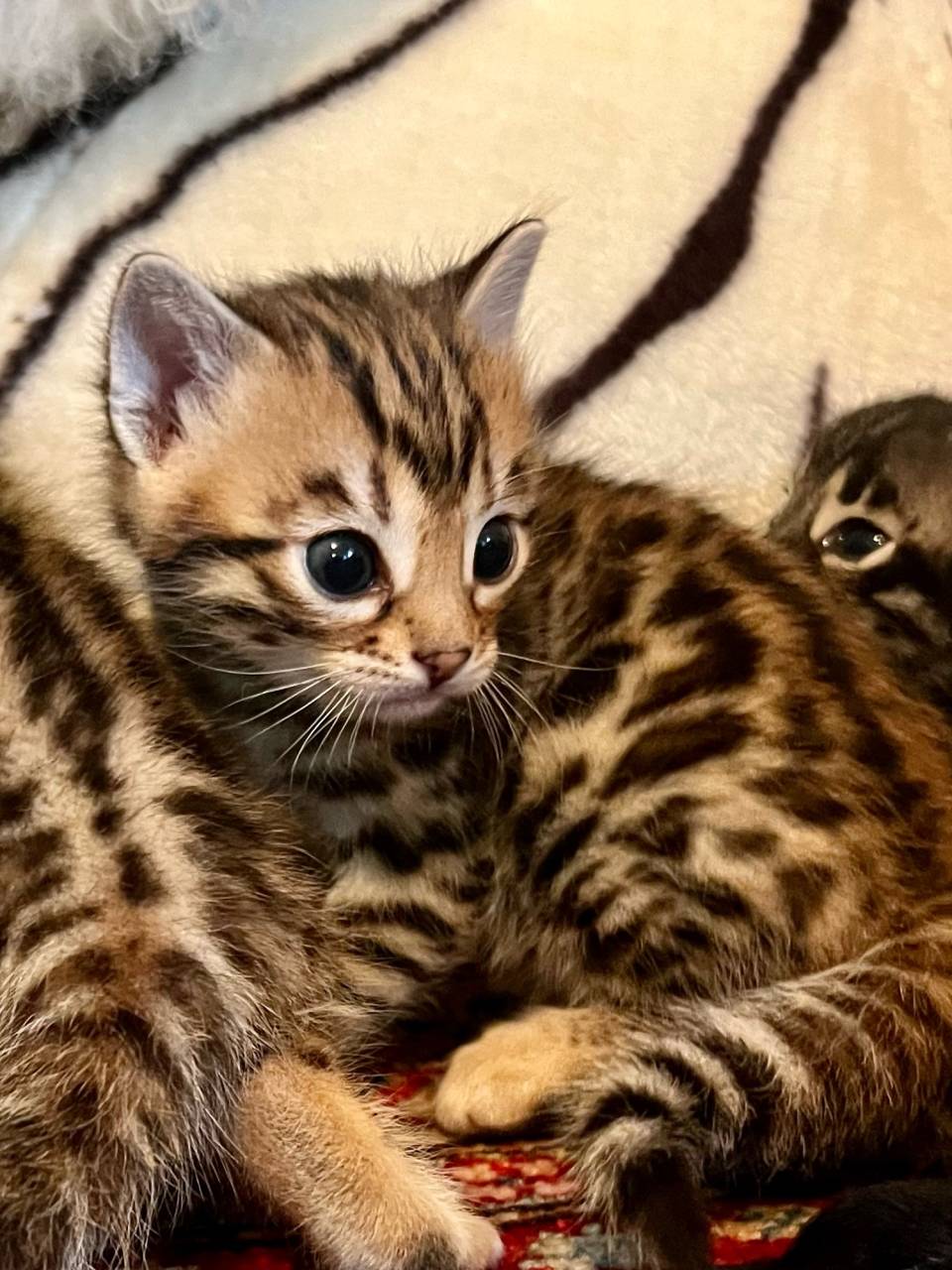 Bengal cat named Kitten