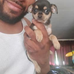 Chihuahua named Haven't Name Him Yet