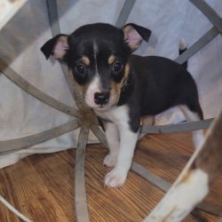 Rat Terrier named Luther