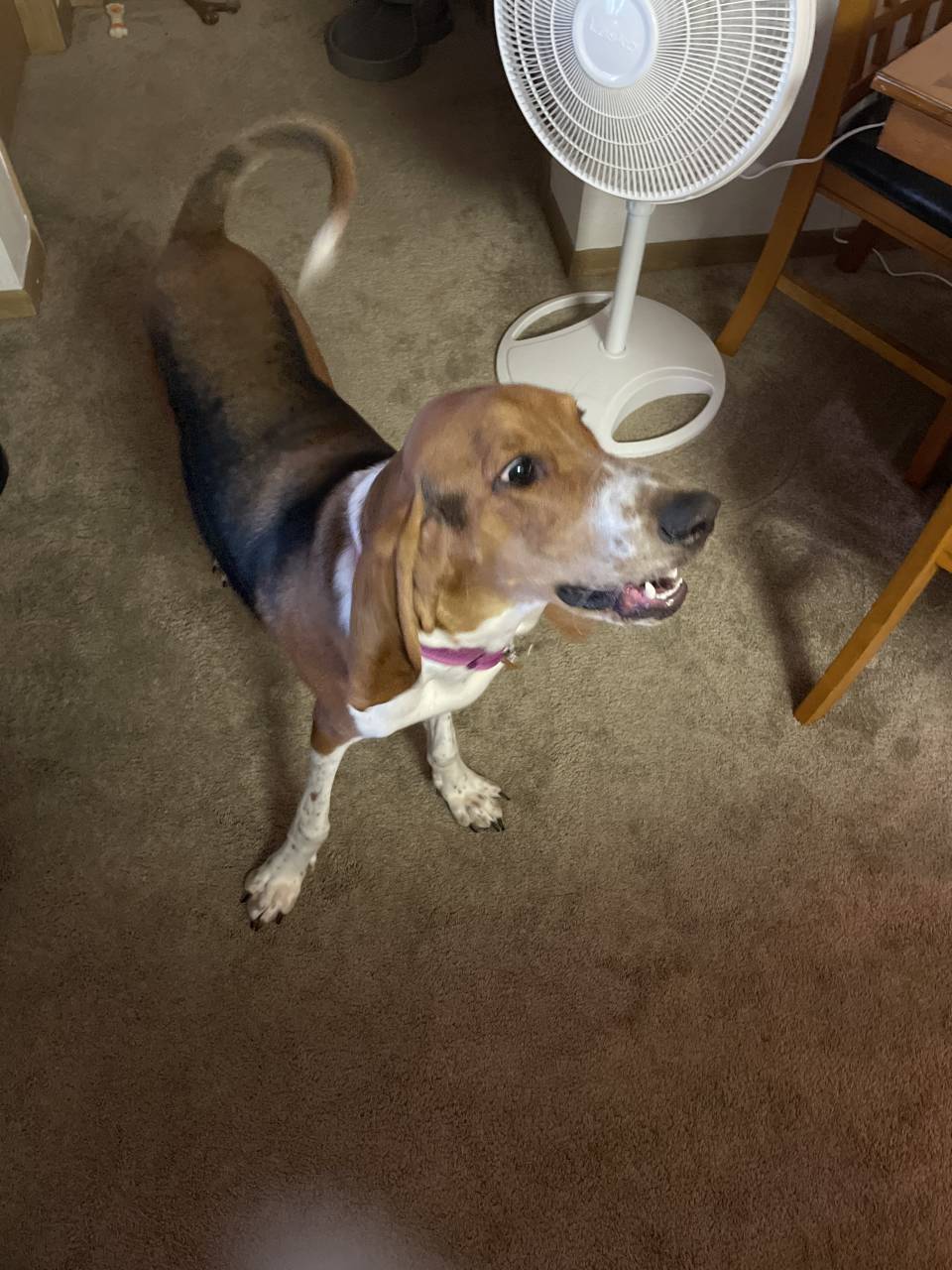Bassett hound named Millie