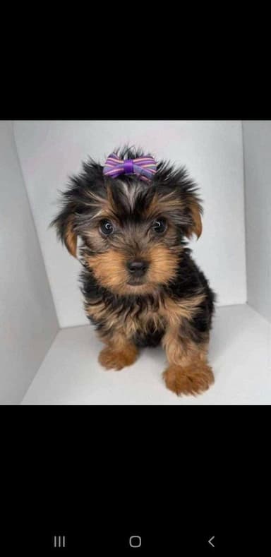 Teacup Yorkie named I Dont Know Yet