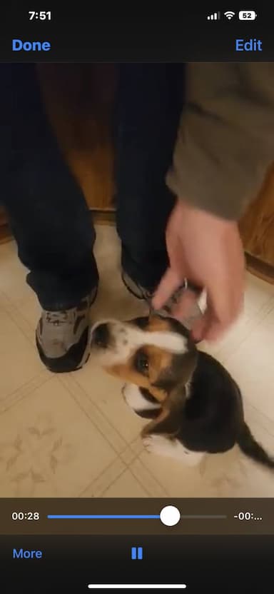 Beagle named Duke