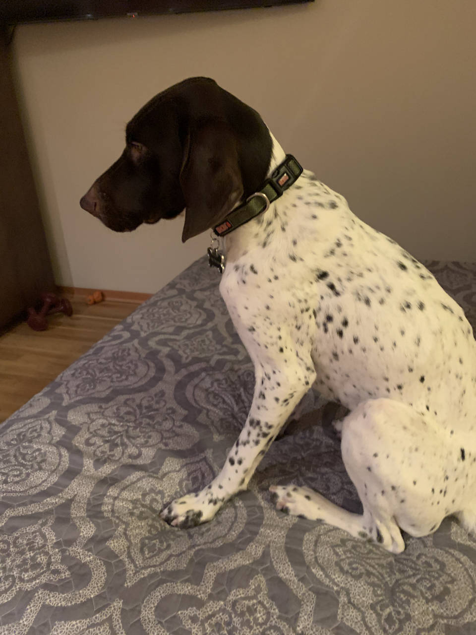 German Shorthaired Pointer named Piper