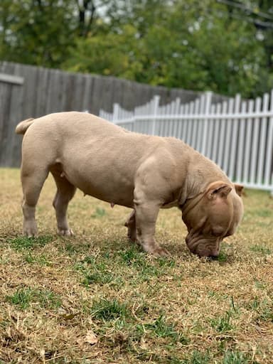 American Bully named Mior