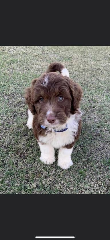 Aussiedoodle named Unknown