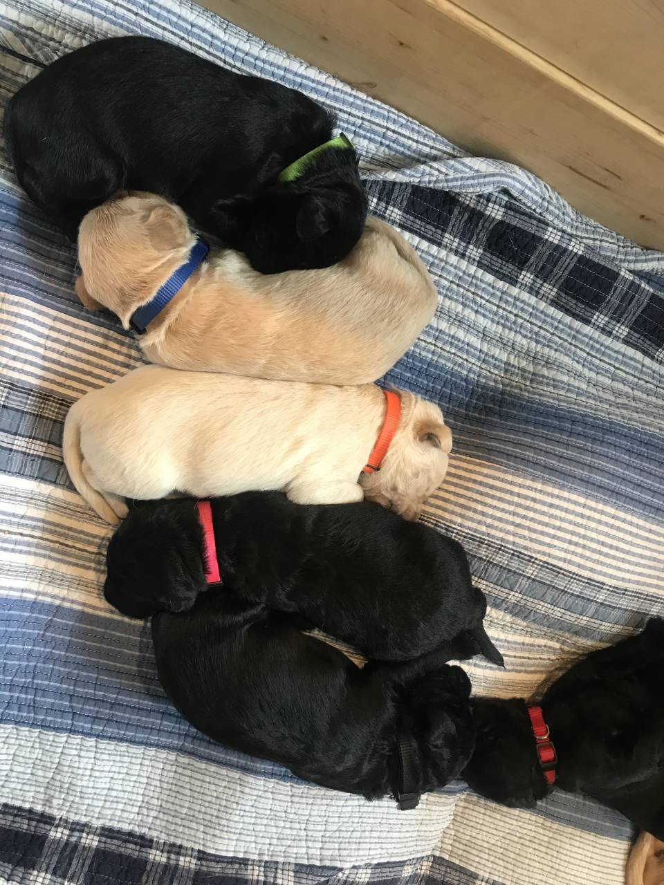 Labradoodle named Puppies