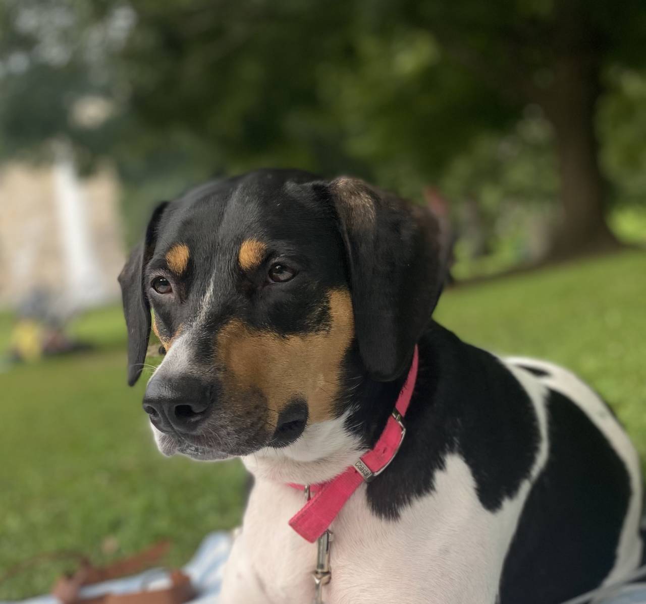 Beagle Terrier named Kaya