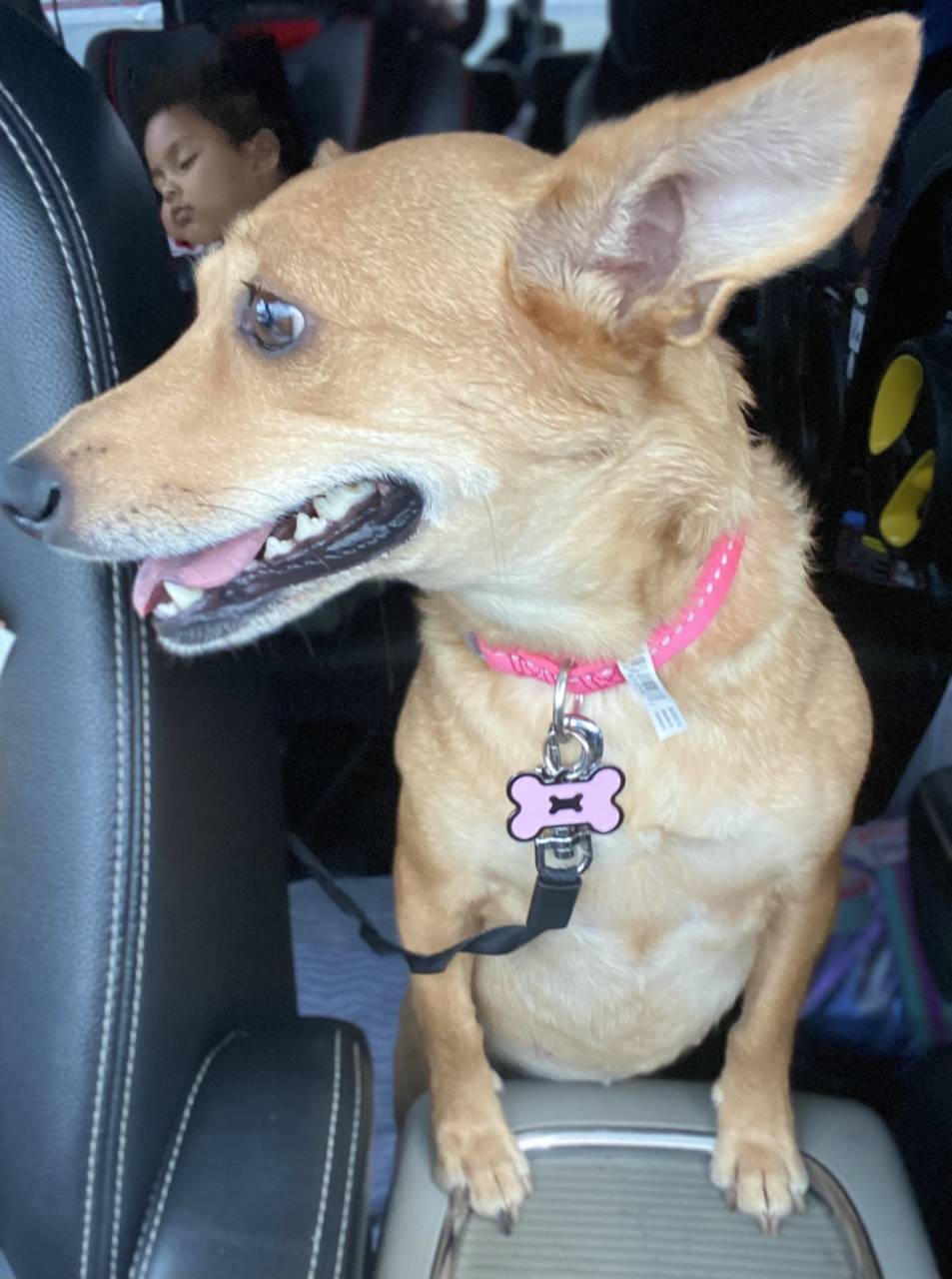 Chihuahua named Gracie