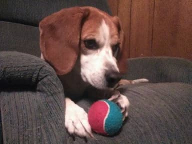 Beagle named Iggy And Rudy