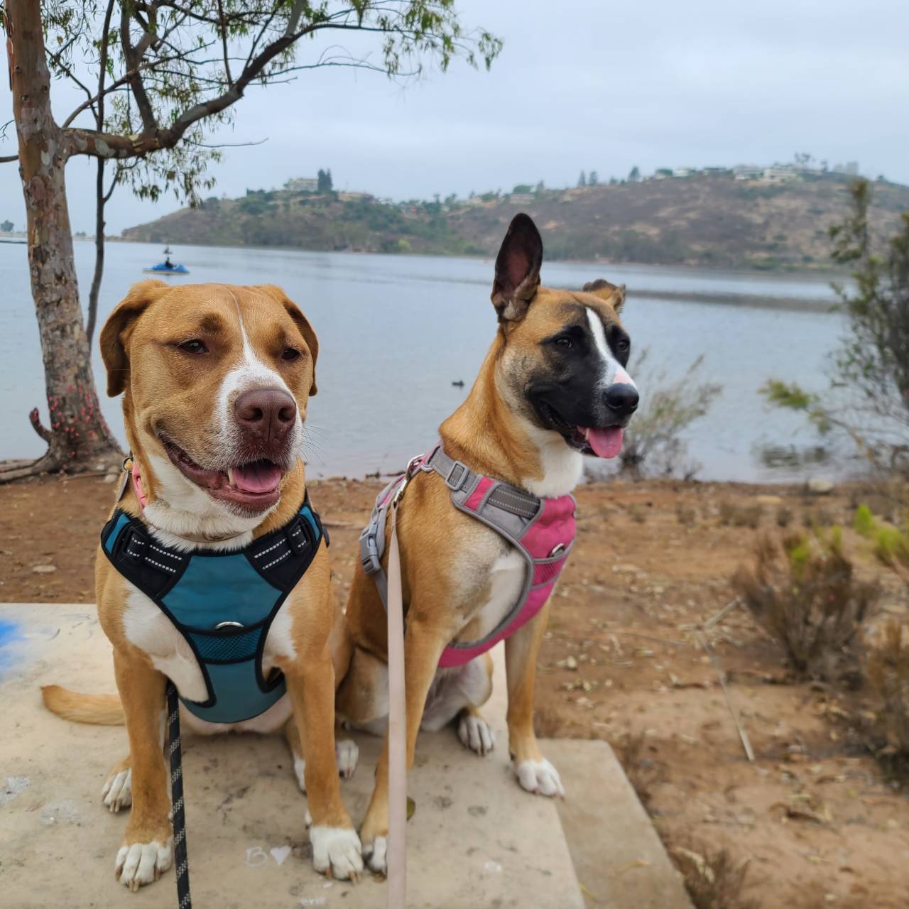 Mixed Breed named Remi And River