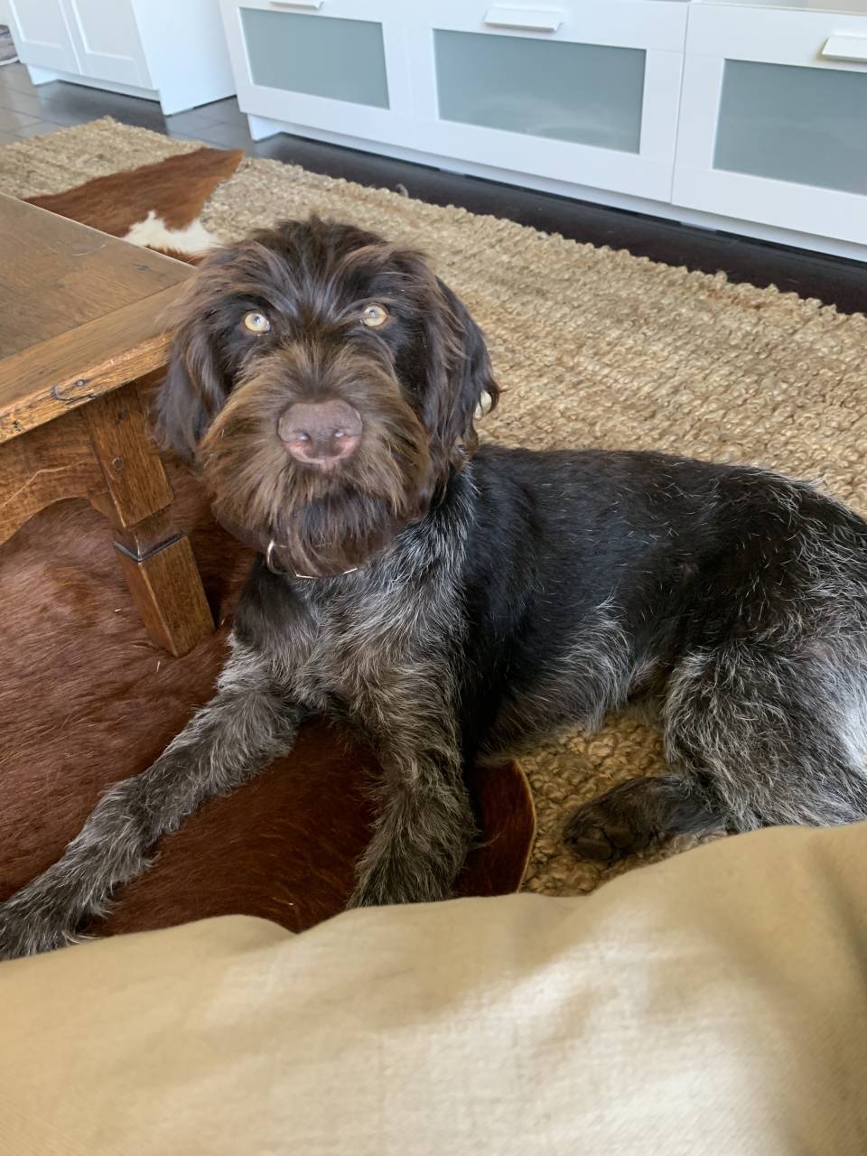 German Wirehaired Pointer named Briggs