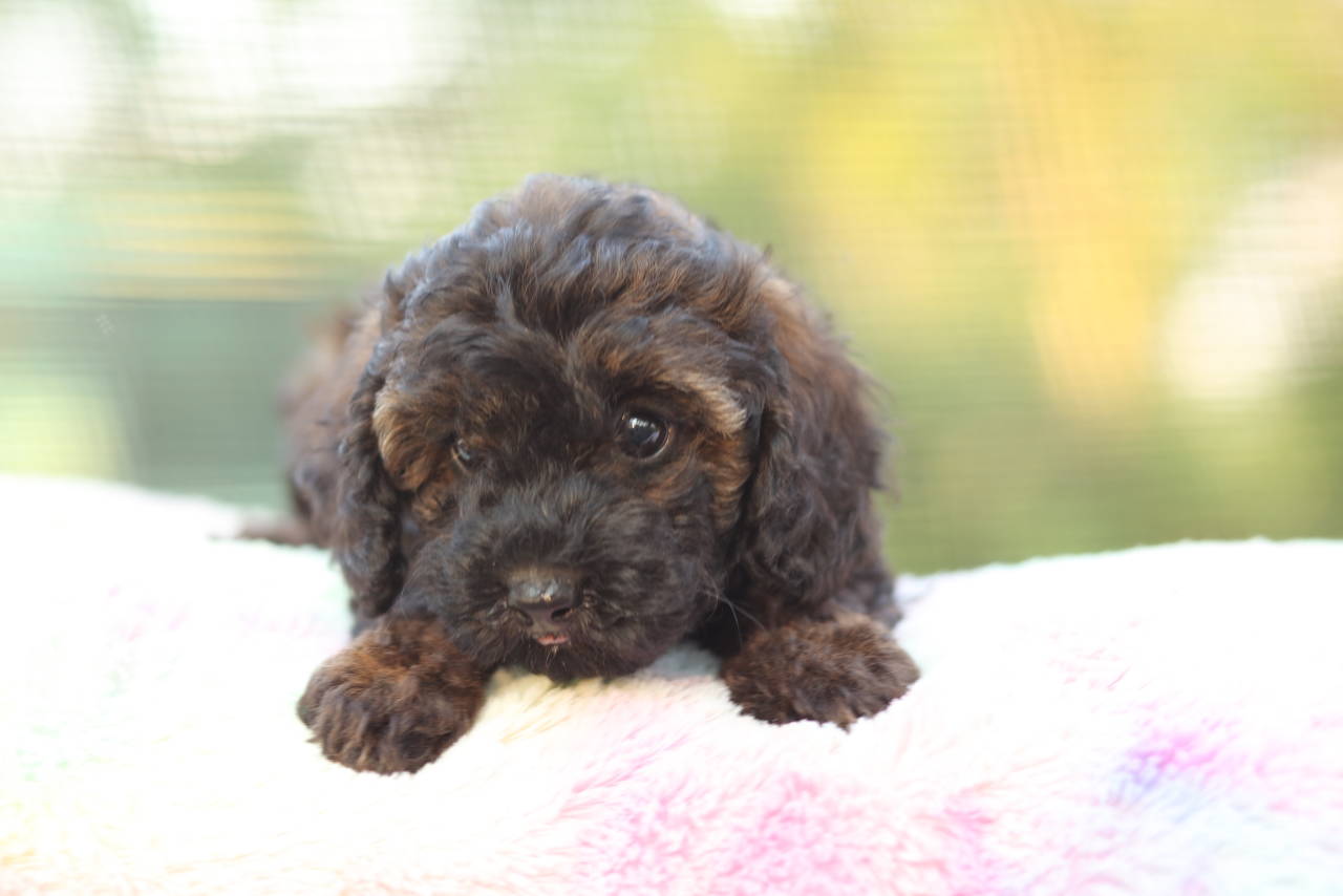 Toy Poodle named Simba