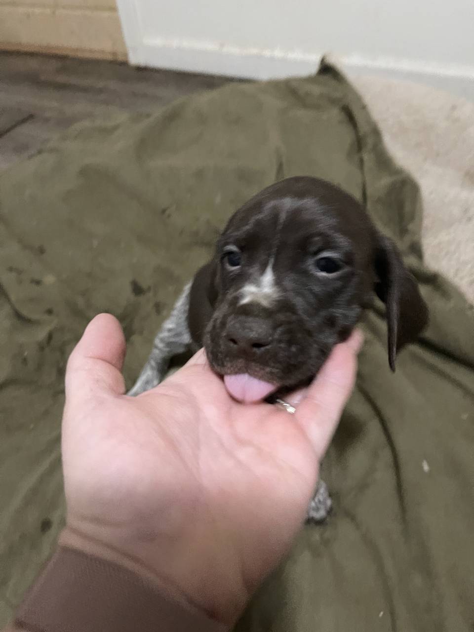 German shorthaired pointer named Puppy
