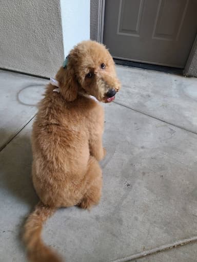 Goldendoodle named Coco