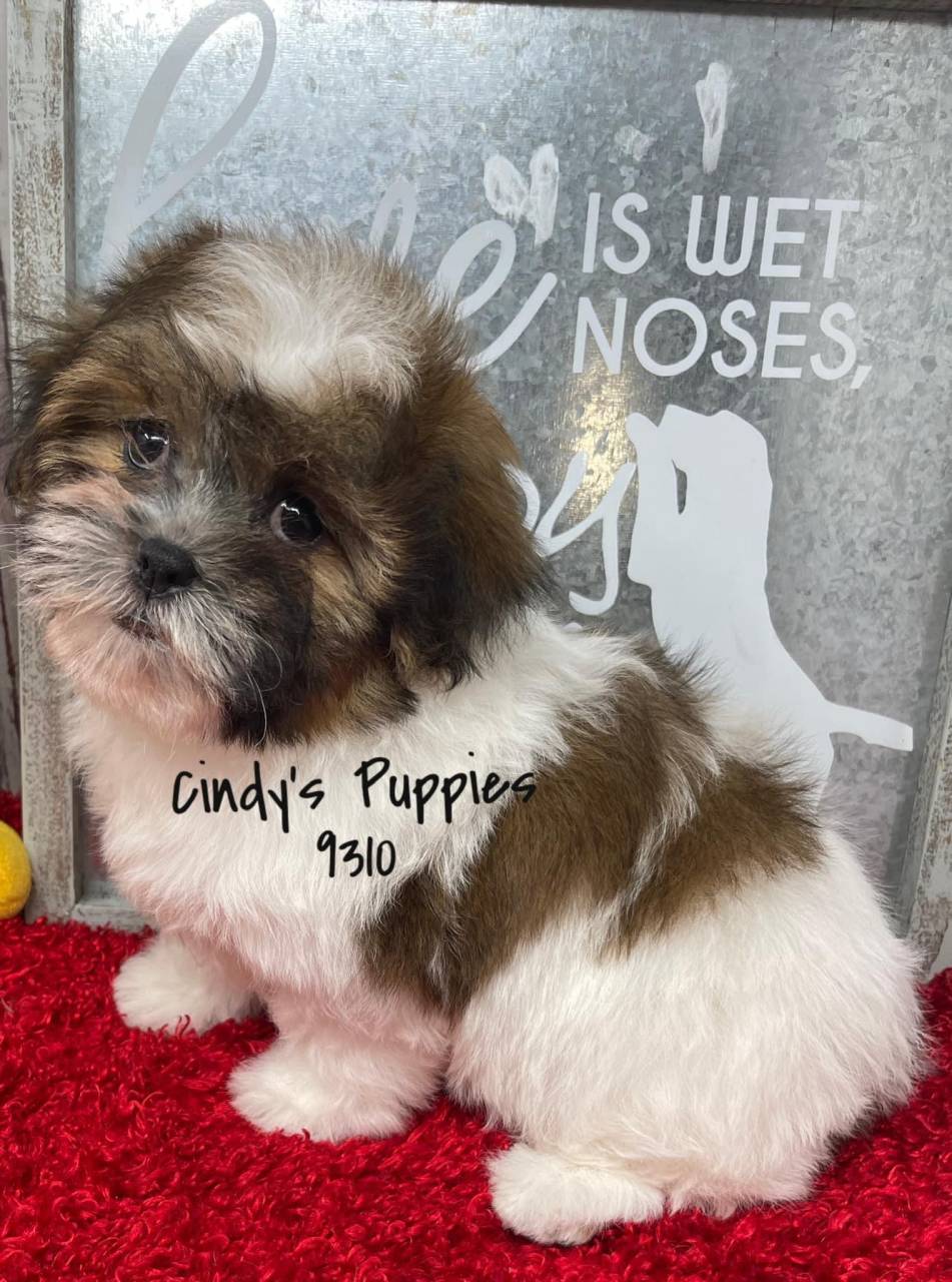 Teddy Bear named New puppy