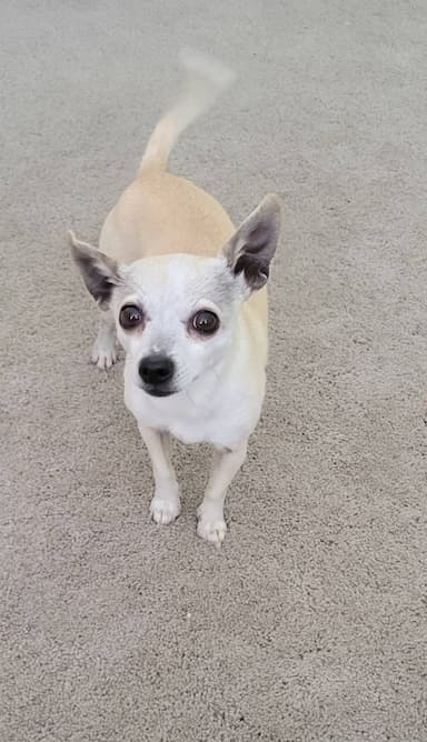 Chihuahua named Shilo