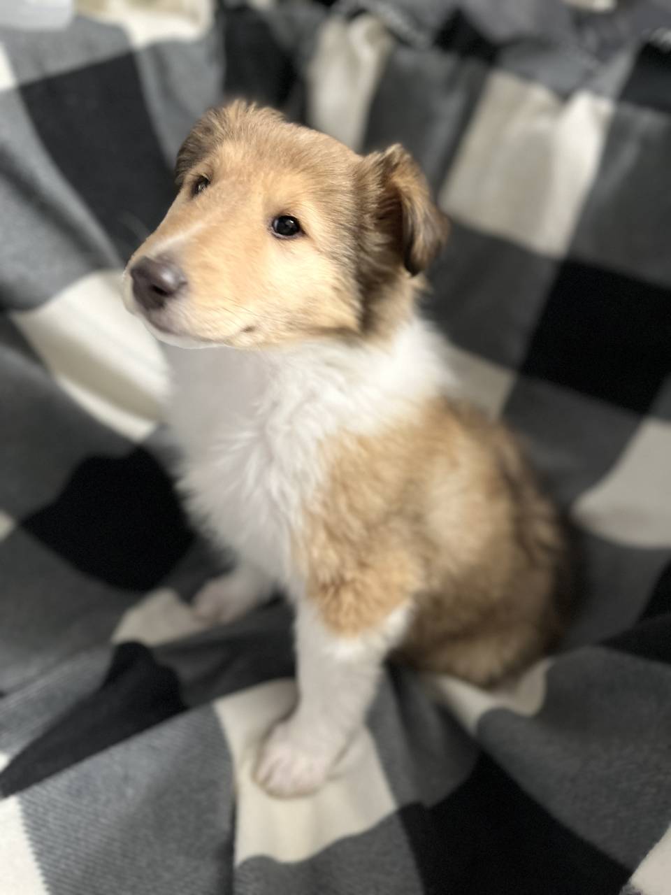 Collie named Sable Male Lassie Collie Pup!