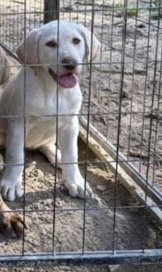 Labrador Retriever named Still No Name