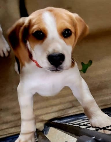 Beagle named Baby Girl