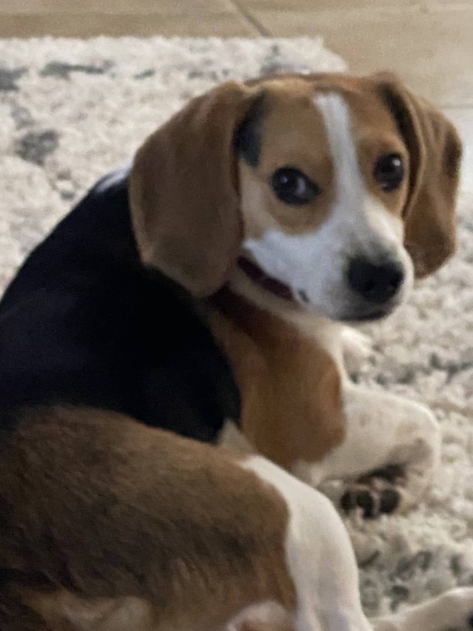 Beagle named Coco