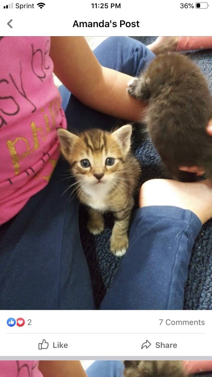 Kitten named No Name Yet
