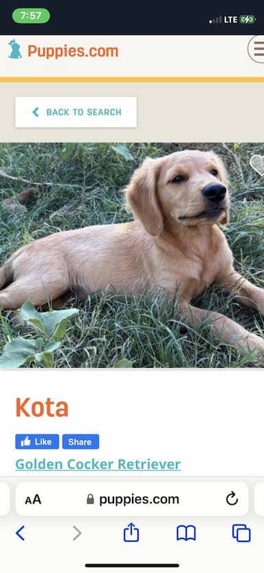 Golden retriever named Kota
