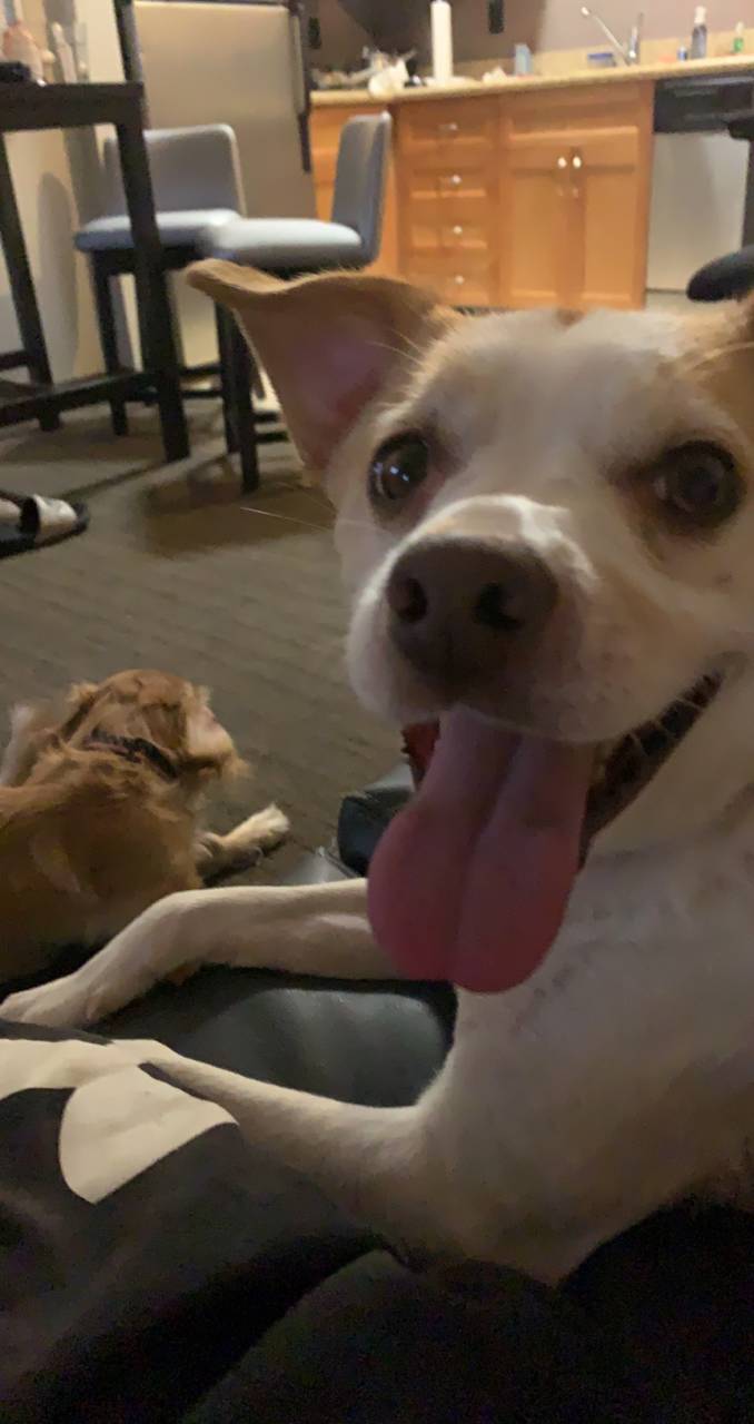 Jack Russell Chihuahua mix named Winston