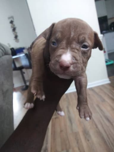 Baby pitbull named King