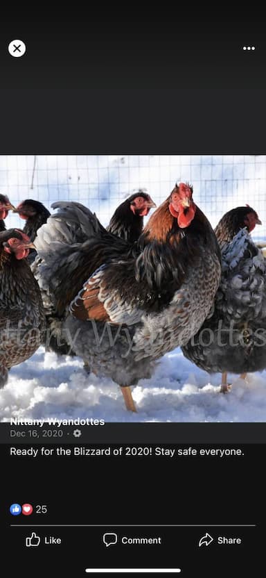 Chicken named Group Of 7-8 Chickens