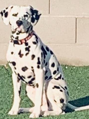 Dalmatian named Max