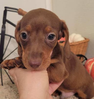 Dachshund named litter of 8 tiny dachshunds