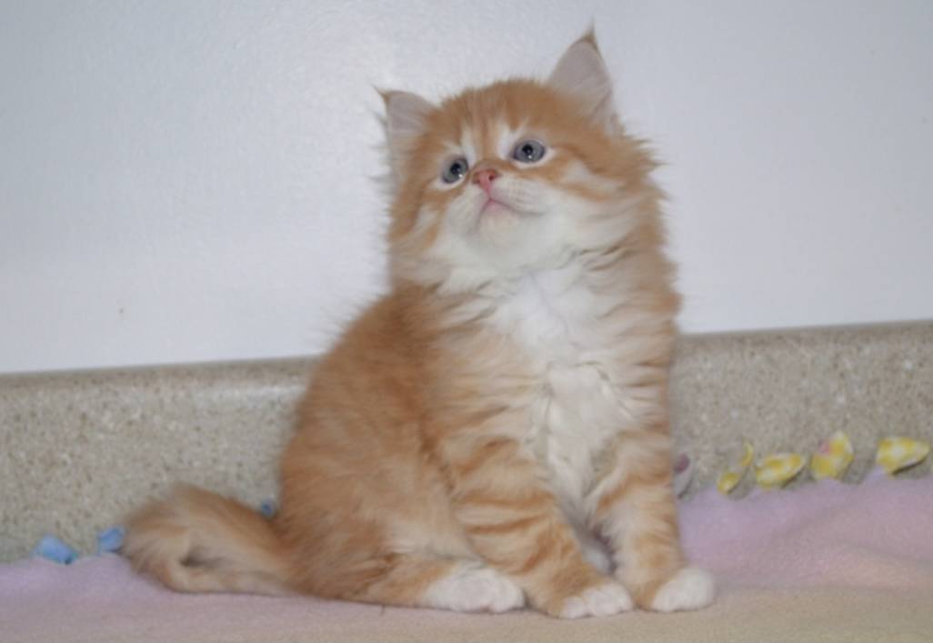 Siberian cat named Aivan