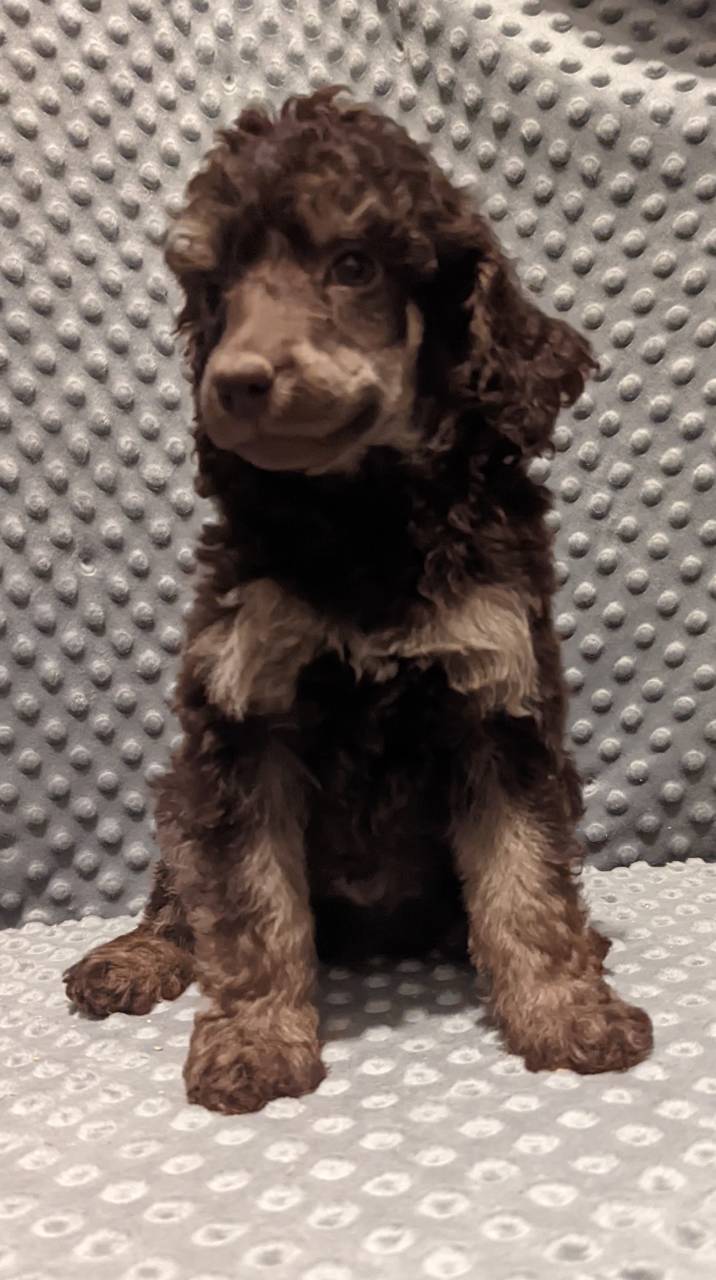 Poodle named Titus