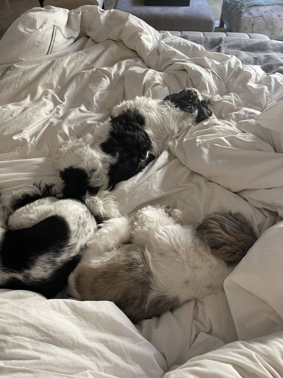 Shih Tzu named Spitz dogs. Oreo and Snoopy and Reece