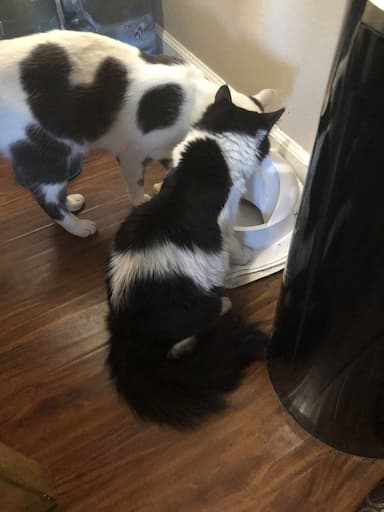 American Shorthair And American longhair named Spanky and Abbey