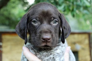 German Shorthaired Pointer named Puppy