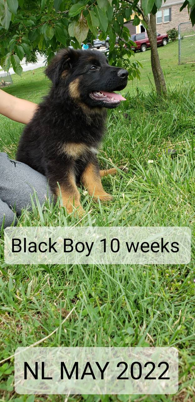 German Shepherd named Black Boy