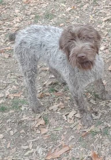 Wirehaired Pointing Griffon named Teddy