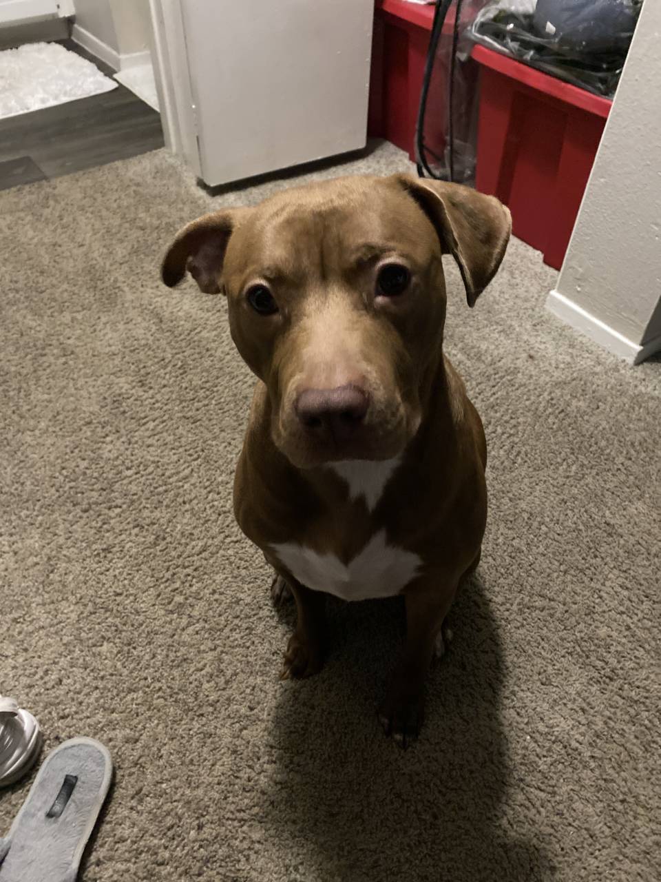 Pit Bull named Aries