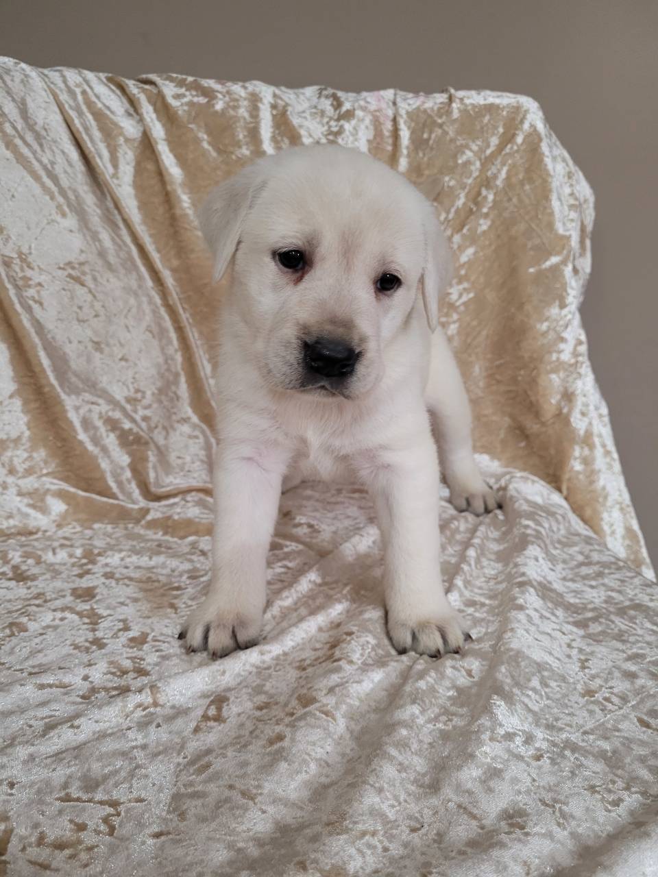 Labrador Retriever named Finn