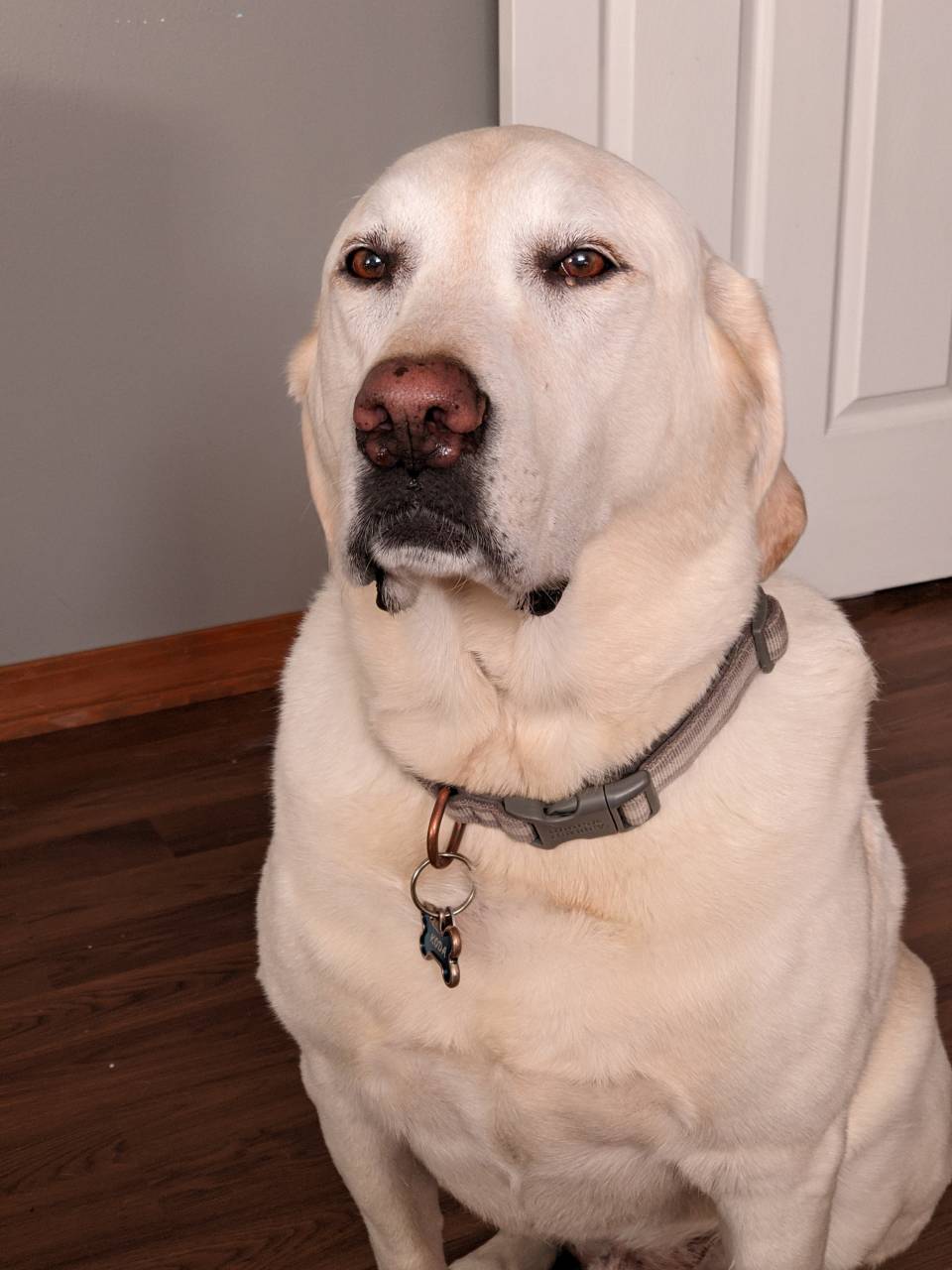 Labrador Retriever named Koda
