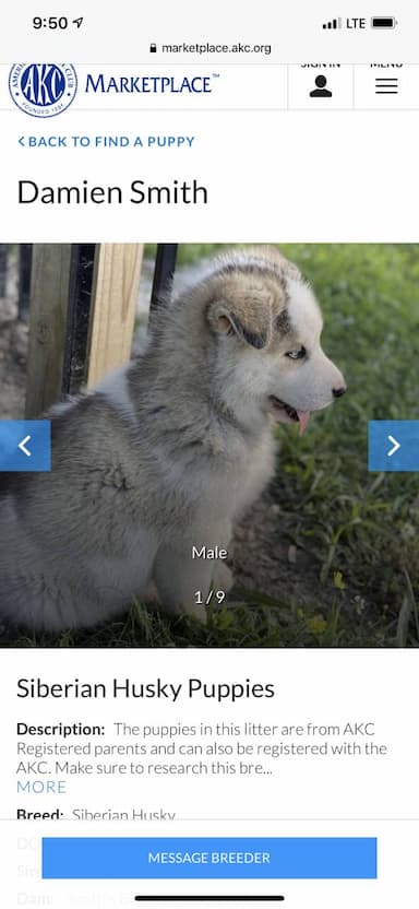 Siberian Husky named Pup
