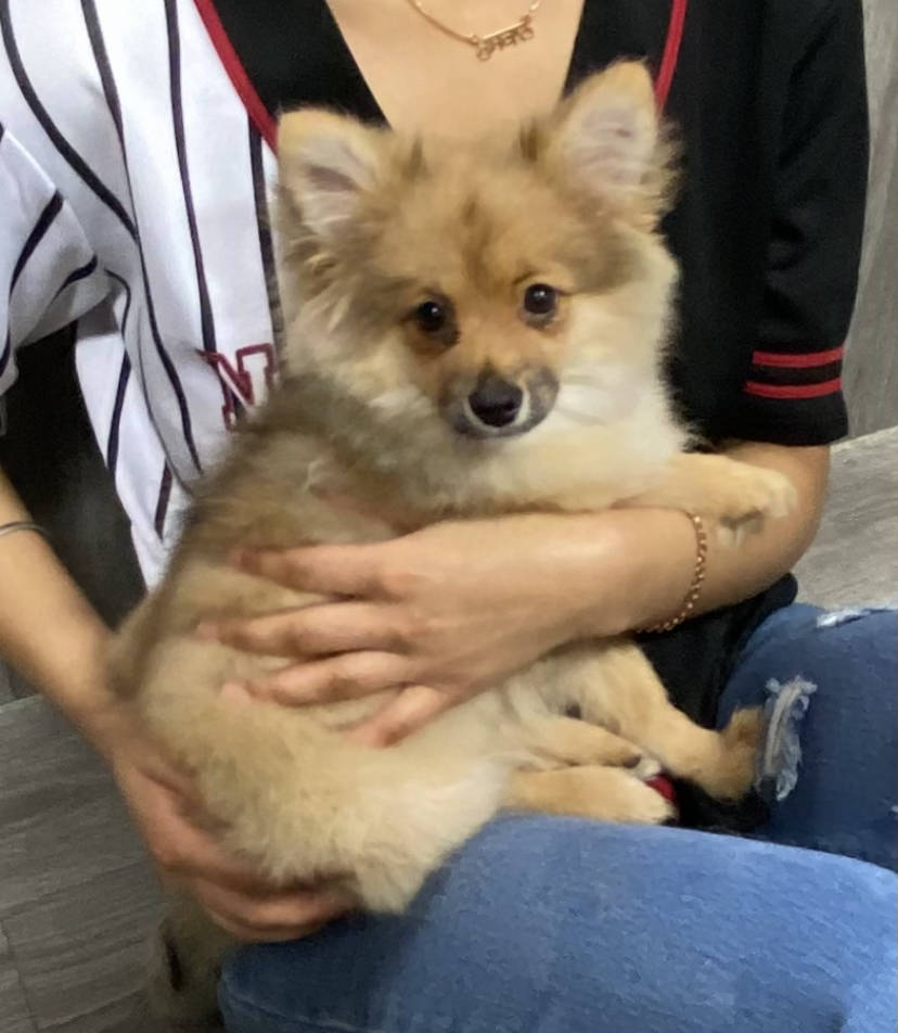 Pomeranian named Xio