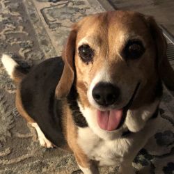 Beagle named Charlie