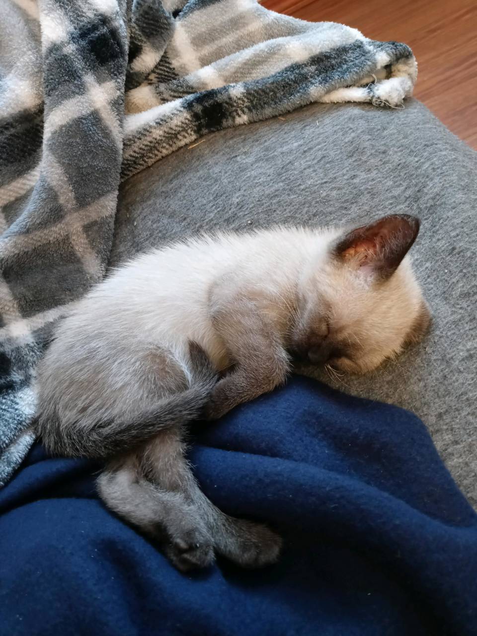 Siamese kitten named No name yet