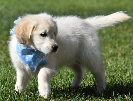 Golden Retriever named New Puppy